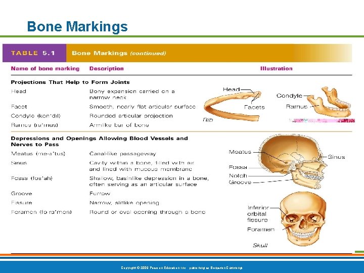 Bone Markings Table 5. 1 (2 of 2) Copyright © 2009 Pearson Education, Inc. Bone Markings Table 5. 1 (2 of 2) Copyright © 2009 Pearson Education, Inc.