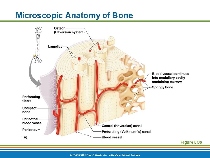 Microscopic Anatomy of Bone Figure 5. 3 a Copyright © 2009 Pearson Education, Inc. Microscopic Anatomy of Bone Figure 5. 3 a Copyright © 2009 Pearson Education, Inc.