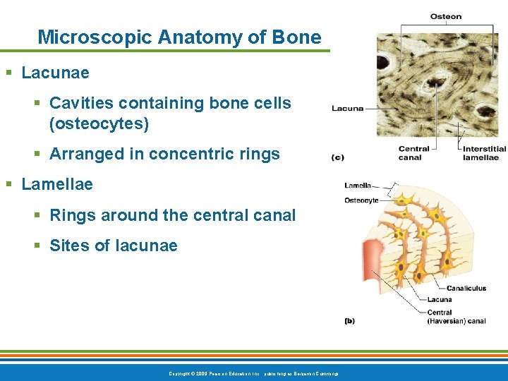 Microscopic Anatomy of Bone § Lacunae § Cavities containing bone cells (osteocytes) § Arranged Microscopic Anatomy of Bone § Lacunae § Cavities containing bone cells (osteocytes) § Arranged