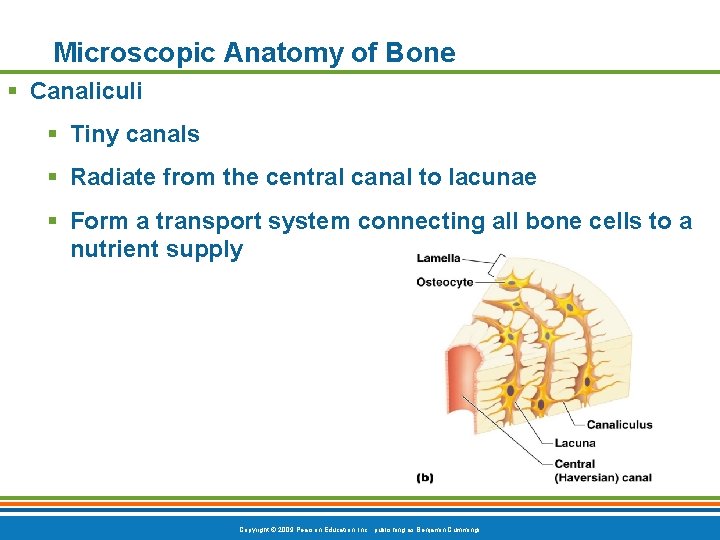 Microscopic Anatomy of Bone § Canaliculi § Tiny canals § Radiate from the central Microscopic Anatomy of Bone § Canaliculi § Tiny canals § Radiate from the central