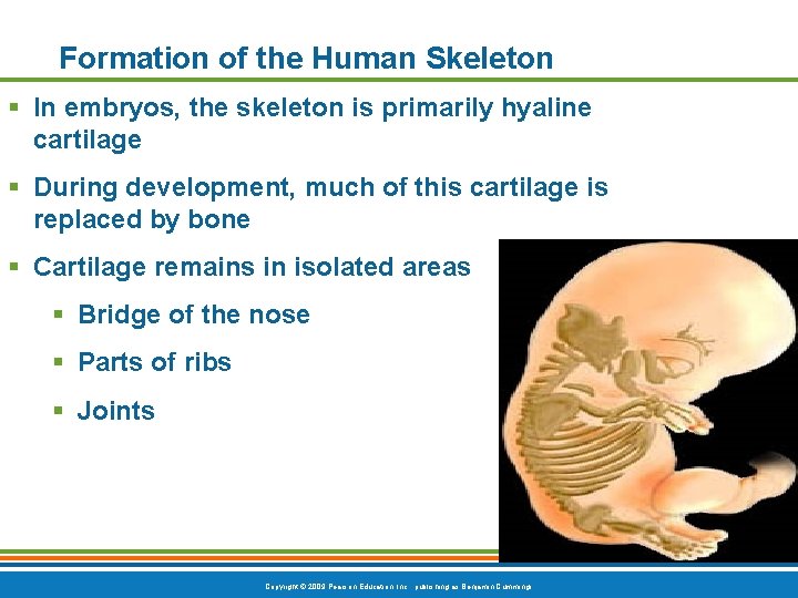 Formation of the Human Skeleton § In embryos, the skeleton is primarily hyaline cartilage Formation of the Human Skeleton § In embryos, the skeleton is primarily hyaline cartilage