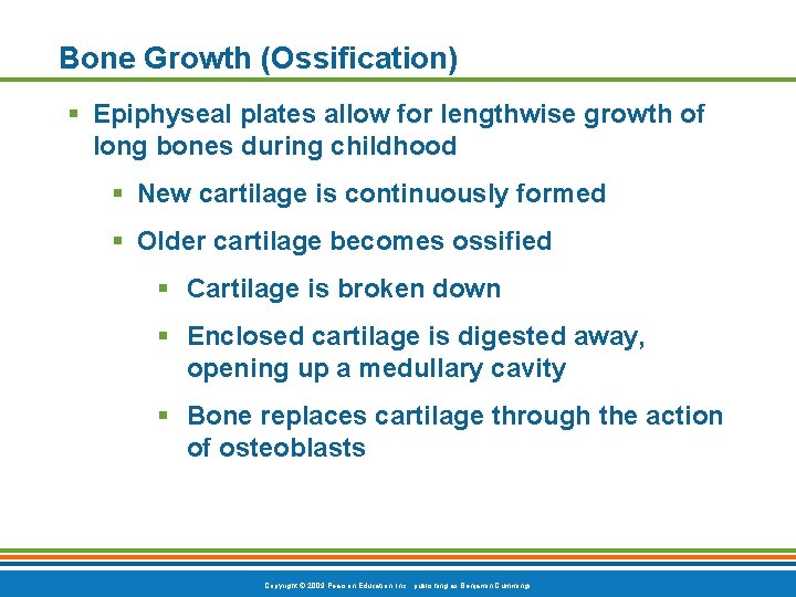 Bone Growth (Ossification) § Epiphyseal plates allow for lengthwise growth of long bones during Bone Growth (Ossification) § Epiphyseal plates allow for lengthwise growth of long bones during