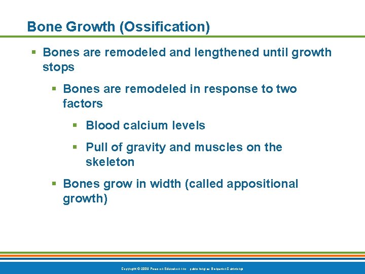 Bone Growth (Ossification) § Bones are remodeled and lengthened until growth stops § Bones Bone Growth (Ossification) § Bones are remodeled and lengthened until growth stops § Bones
