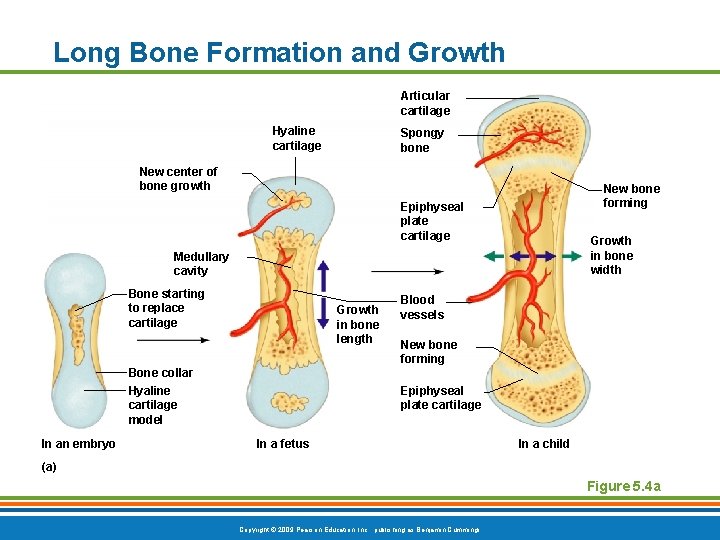 Long Bone Formation and Growth Articular cartilage Hyaline cartilage Spongy bone New center of Long Bone Formation and Growth Articular cartilage Hyaline cartilage Spongy bone New center of