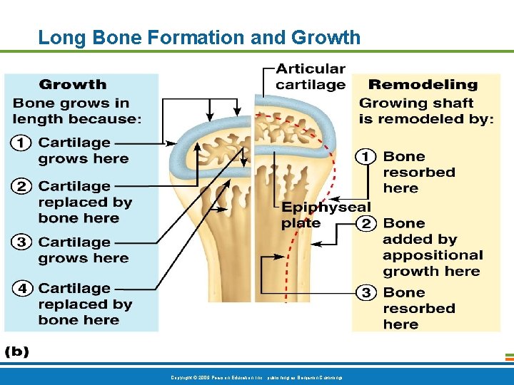 Long Bone Formation and Growth Figure 5. 4 b Copyright © 2009 Pearson Education, Long Bone Formation and Growth Figure 5. 4 b Copyright © 2009 Pearson Education,