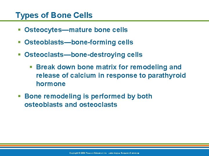 Types of Bone Cells § Osteocytes—mature bone cells § Osteoblasts—bone-forming cells § Osteoclasts—bone-destroying cells Types of Bone Cells § Osteocytes—mature bone cells § Osteoblasts—bone-forming cells § Osteoclasts—bone-destroying cells