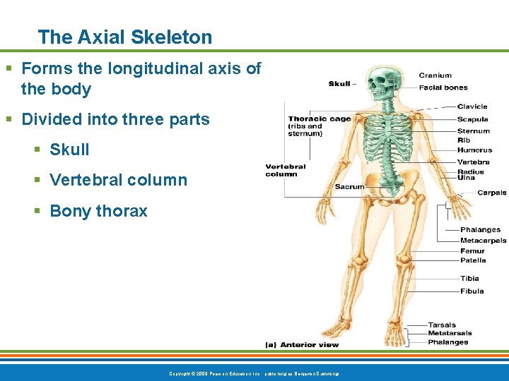 The Axial Skeleton § Forms the longitudinal axis of the body § Divided into The Axial Skeleton § Forms the longitudinal axis of the body § Divided into