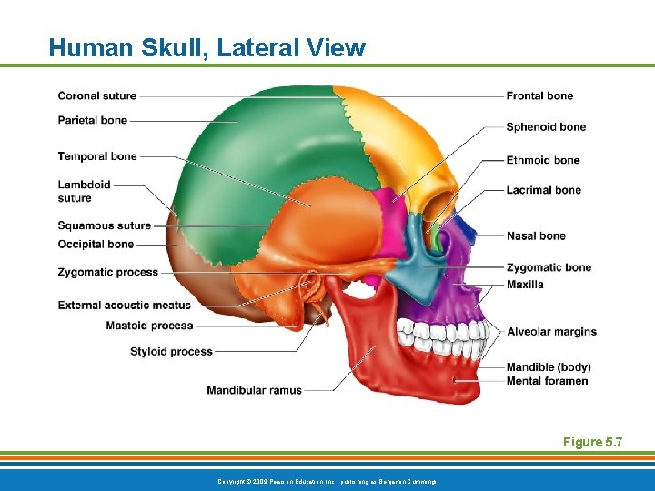 Human Skull, Lateral View Figure 5. 7 Copyright © 2009 Pearson Education, Inc. , Human Skull, Lateral View Figure 5. 7 Copyright © 2009 Pearson Education, Inc. ,