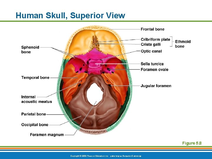 Human Skull, Superior View Figure 5. 8 Copyright © 2009 Pearson Education, Inc. , Human Skull, Superior View Figure 5. 8 Copyright © 2009 Pearson Education, Inc. ,