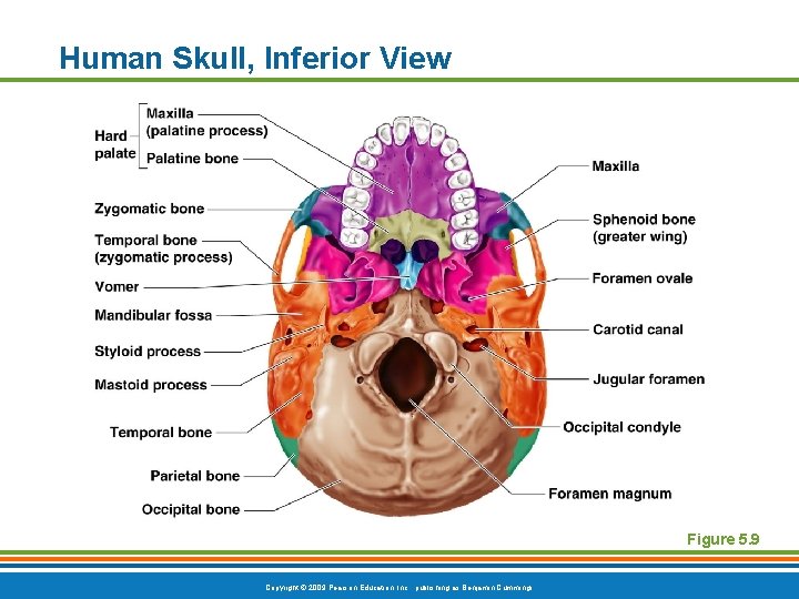 Human Skull, Inferior View Figure 5. 9 Copyright © 2009 Pearson Education, Inc. , Human Skull, Inferior View Figure 5. 9 Copyright © 2009 Pearson Education, Inc. ,