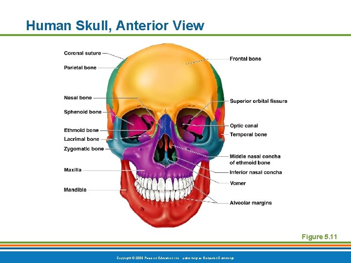 Human Skull, Anterior View Figure 5. 11 Copyright © 2009 Pearson Education, Inc. , Human Skull, Anterior View Figure 5. 11 Copyright © 2009 Pearson Education, Inc. ,