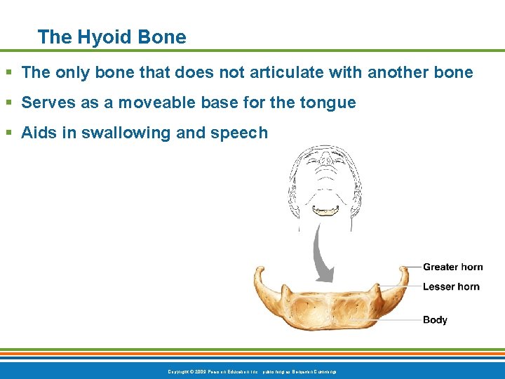 The Hyoid Bone § The only bone that does not articulate with another bone The Hyoid Bone § The only bone that does not articulate with another bone