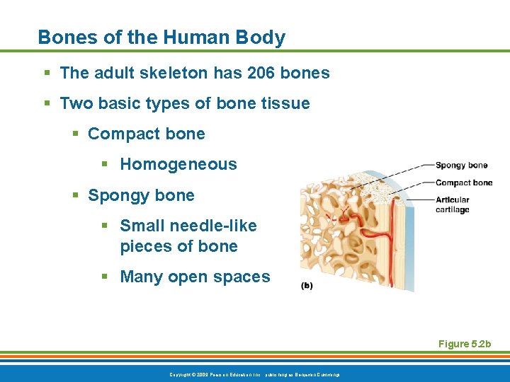 Bones of the Human Body § The adult skeleton has 206 bones § Two Bones of the Human Body § The adult skeleton has 206 bones § Two