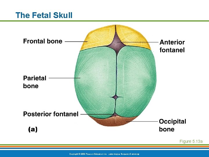 The Fetal Skull Figure 5. 13 a Copyright © 2009 Pearson Education, Inc. , The Fetal Skull Figure 5. 13 a Copyright © 2009 Pearson Education, Inc. ,
