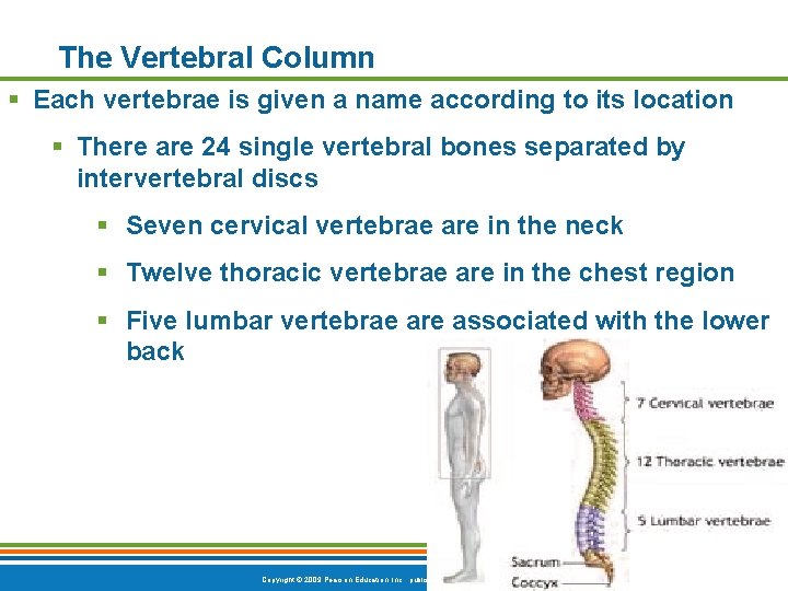 The Vertebral Column § Each vertebrae is given a name according to its location The Vertebral Column § Each vertebrae is given a name according to its location