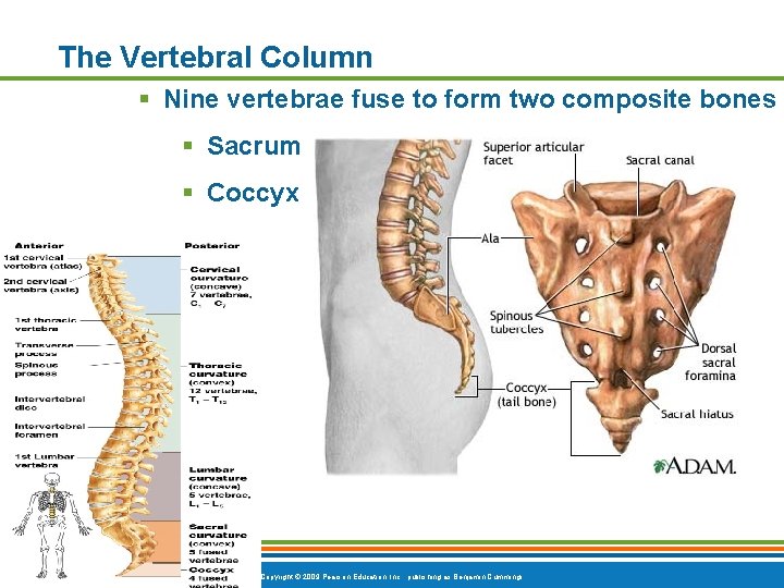 The Vertebral Column § Nine vertebrae fuse to form two composite bones § Sacrum The Vertebral Column § Nine vertebrae fuse to form two composite bones § Sacrum