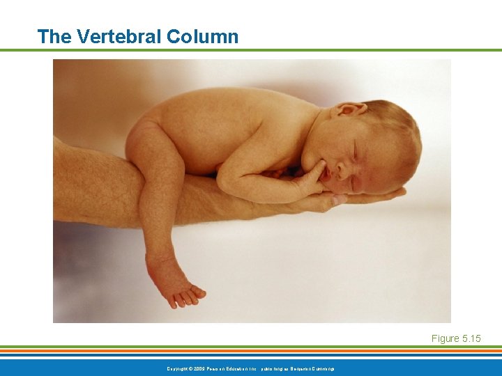 The Vertebral Column Figure 5. 15 Copyright © 2009 Pearson Education, Inc. , publishing The Vertebral Column Figure 5. 15 Copyright © 2009 Pearson Education, Inc. , publishing