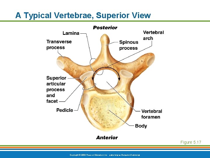 A Typical Vertebrae, Superior View Figure 5. 17 Copyright © 2009 Pearson Education, Inc. A Typical Vertebrae, Superior View Figure 5. 17 Copyright © 2009 Pearson Education, Inc.