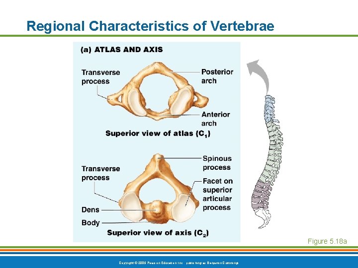 Regional Characteristics of Vertebrae Figure 5. 18 a Copyright © 2009 Pearson Education, Inc. Regional Characteristics of Vertebrae Figure 5. 18 a Copyright © 2009 Pearson Education, Inc.