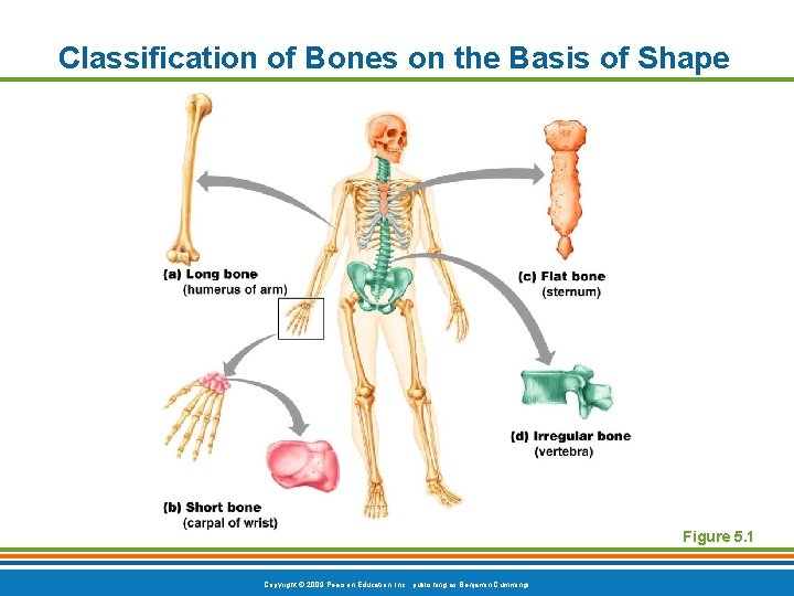 Classification of Bones on the Basis of Shape Figure 5. 1 Copyright © 2009 Classification of Bones on the Basis of Shape Figure 5. 1 Copyright © 2009
