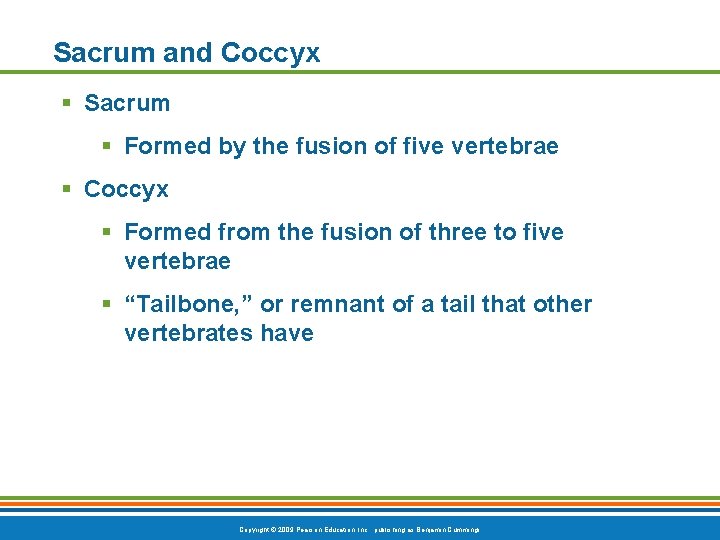 Sacrum and Coccyx § Sacrum § Formed by the fusion of five vertebrae § Sacrum and Coccyx § Sacrum § Formed by the fusion of five vertebrae §