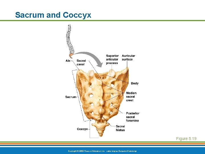 Sacrum and Coccyx Figure 5. 19 Copyright © 2009 Pearson Education, Inc. , publishing Sacrum and Coccyx Figure 5. 19 Copyright © 2009 Pearson Education, Inc. , publishing