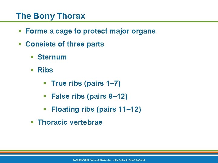 The Bony Thorax § Forms a cage to protect major organs § Consists of The Bony Thorax § Forms a cage to protect major organs § Consists of
