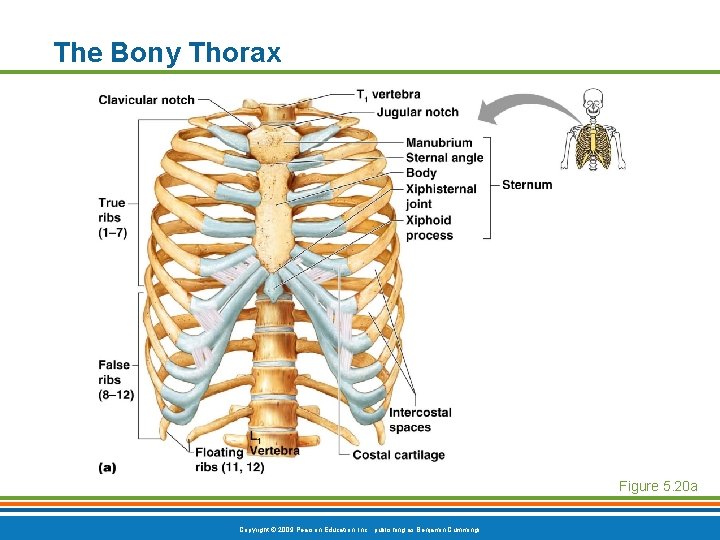 The Bony Thorax Figure 5. 20 a Copyright © 2009 Pearson Education, Inc. , The Bony Thorax Figure 5. 20 a Copyright © 2009 Pearson Education, Inc. ,