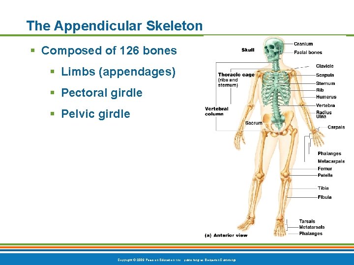 The Appendicular Skeleton § Composed of 126 bones § Limbs (appendages) § Pectoral girdle The Appendicular Skeleton § Composed of 126 bones § Limbs (appendages) § Pectoral girdle