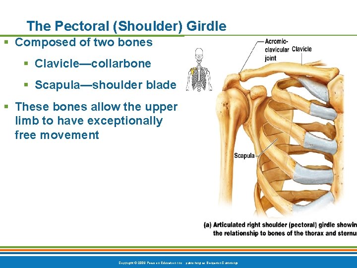 The Pectoral (Shoulder) Girdle § Composed of two bones § Clavicle—collarbone § Scapula—shoulder blade The Pectoral (Shoulder) Girdle § Composed of two bones § Clavicle—collarbone § Scapula—shoulder blade