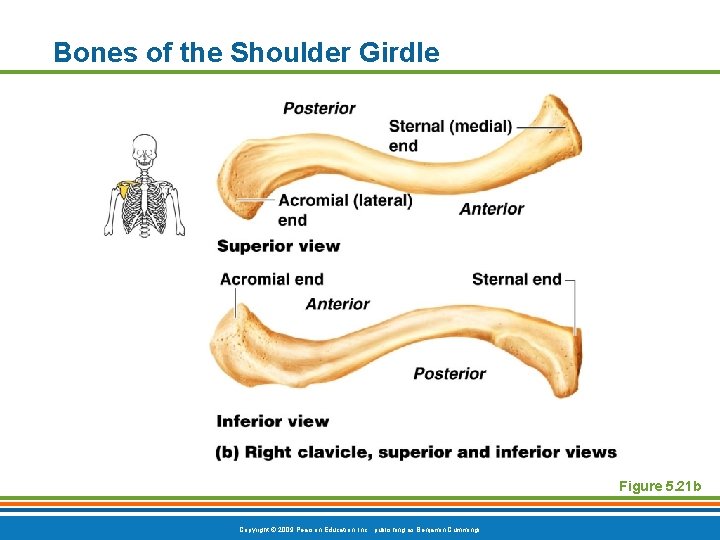 Bones of the Shoulder Girdle Figure 5. 21 b Copyright © 2009 Pearson Education, Bones of the Shoulder Girdle Figure 5. 21 b Copyright © 2009 Pearson Education,
