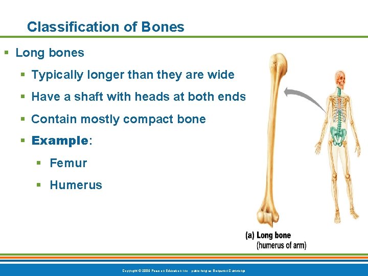 Classification of Bones § Long bones § Typically longer than they are wide § Classification of Bones § Long bones § Typically longer than they are wide §