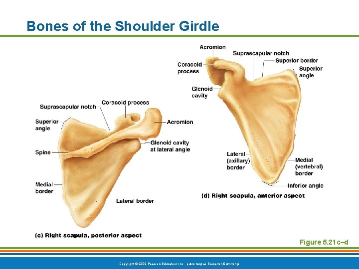 Bones of the Shoulder Girdle Figure 5. 21 c–d Copyright © 2009 Pearson Education, Bones of the Shoulder Girdle Figure 5. 21 c–d Copyright © 2009 Pearson Education,