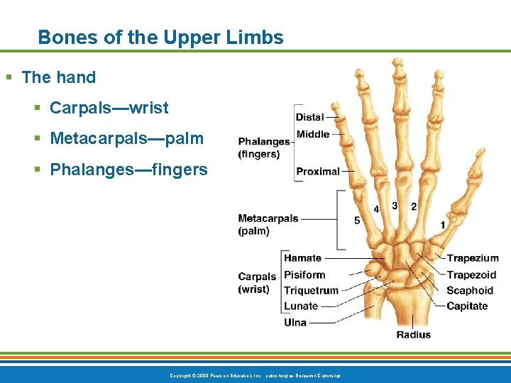 Bones of the Upper Limbs § The hand § Carpals—wrist § Metacarpals—palm § Phalanges—fingers Bones of the Upper Limbs § The hand § Carpals—wrist § Metacarpals—palm § Phalanges—fingers