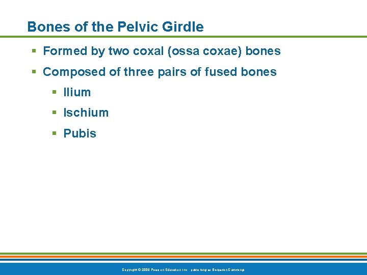 Bones of the Pelvic Girdle § Formed by two coxal (ossa coxae) bones § Bones of the Pelvic Girdle § Formed by two coxal (ossa coxae) bones §