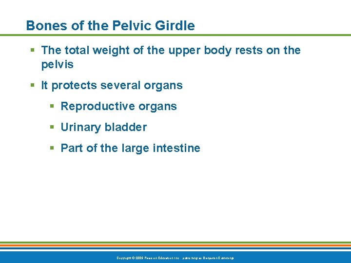 Bones of the Pelvic Girdle § The total weight of the upper body rests Bones of the Pelvic Girdle § The total weight of the upper body rests
