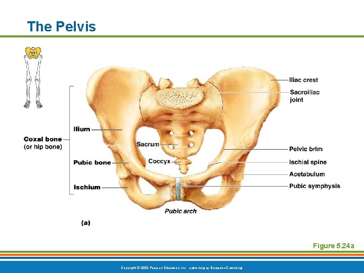 The Pelvis Figure 5. 24 a Copyright © 2009 Pearson Education, Inc. , publishing The Pelvis Figure 5. 24 a Copyright © 2009 Pearson Education, Inc. , publishing