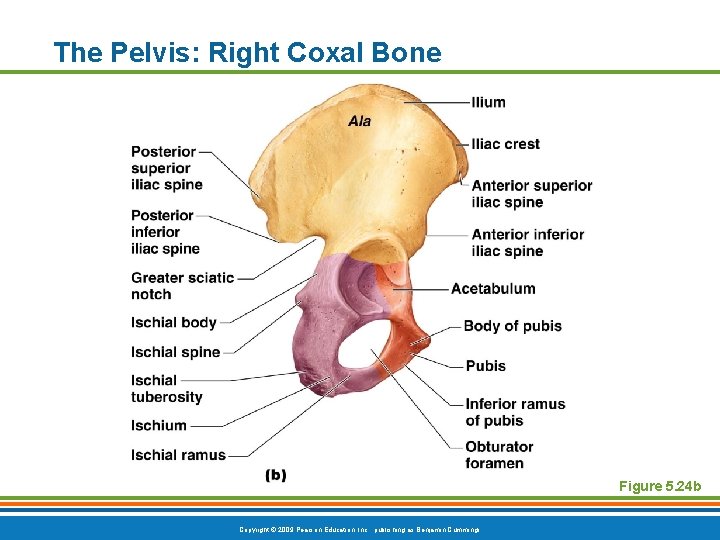 The Pelvis: Right Coxal Bone Figure 5. 24 b Copyright © 2009 Pearson Education, The Pelvis: Right Coxal Bone Figure 5. 24 b Copyright © 2009 Pearson Education,