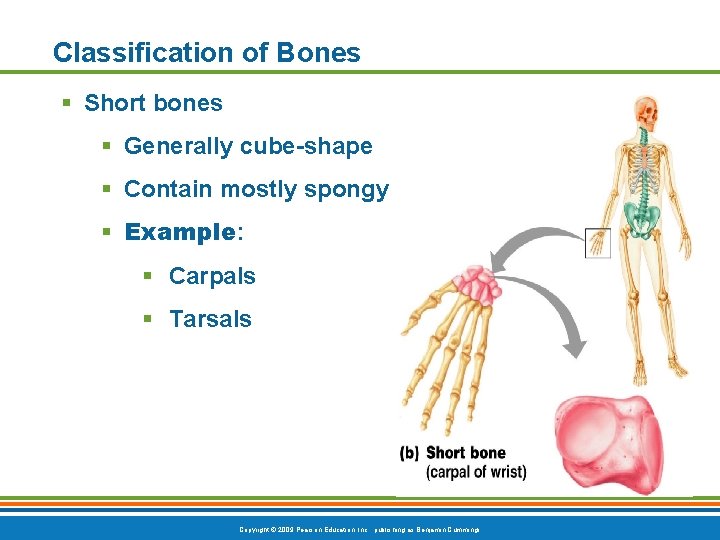 Classification of Bones § Short bones § Generally cube-shape § Contain mostly spongy bone Classification of Bones § Short bones § Generally cube-shape § Contain mostly spongy bone