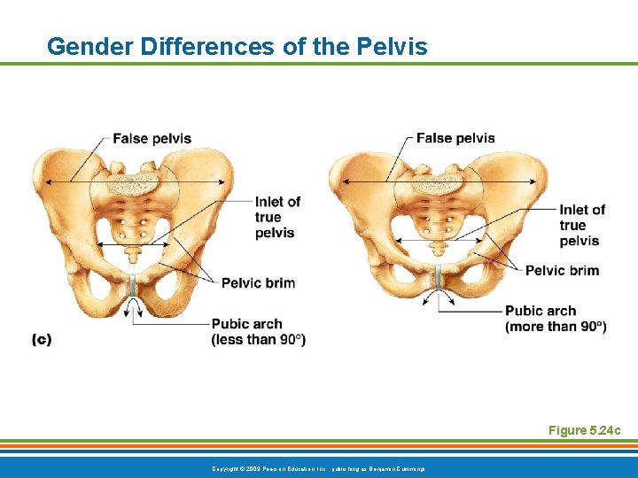 Gender Differences of the Pelvis Figure 5. 24 c Copyright © 2009 Pearson Education, Gender Differences of the Pelvis Figure 5. 24 c Copyright © 2009 Pearson Education,