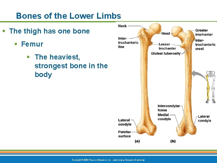 Bones of the Lower Limbs § The thigh has one bone § Femur § Bones of the Lower Limbs § The thigh has one bone § Femur §