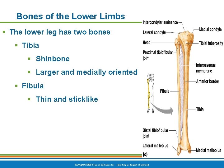 Bones of the Lower Limbs § The lower leg has two bones § Tibia Bones of the Lower Limbs § The lower leg has two bones § Tibia