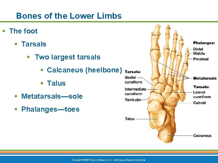 Bones of the Lower Limbs § The foot § Tarsals § Two largest tarsals Bones of the Lower Limbs § The foot § Tarsals § Two largest tarsals