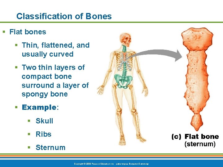 Classification of Bones § Flat bones § Thin, flattened, and usually curved § Two Classification of Bones § Flat bones § Thin, flattened, and usually curved § Two