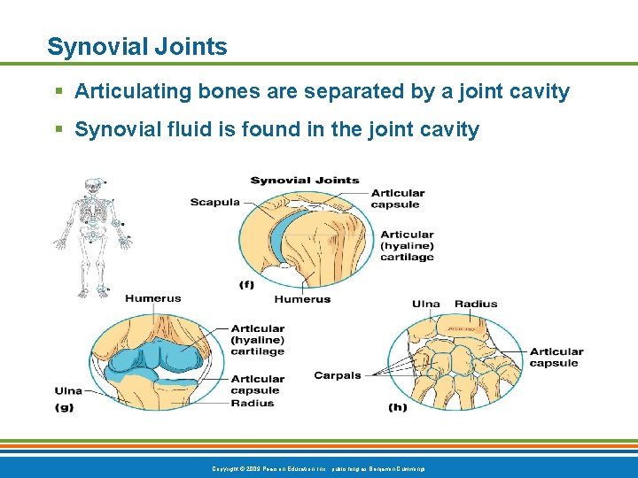 Synovial Joints § Articulating bones are separated by a joint cavity § Synovial fluid Synovial Joints § Articulating bones are separated by a joint cavity § Synovial fluid