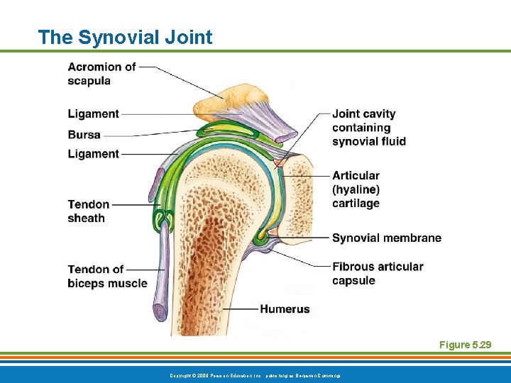 The Synovial Joint Figure 5. 29 Copyright © 2009 Pearson Education, Inc. , publishing The Synovial Joint Figure 5. 29 Copyright © 2009 Pearson Education, Inc. , publishing