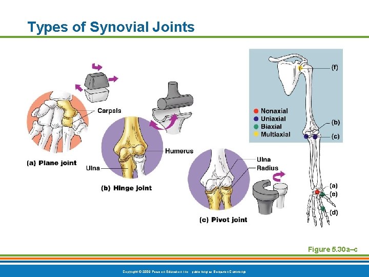 Types of Synovial Joints Figure 5. 30 a–c Copyright © 2009 Pearson Education, Inc. Types of Synovial Joints Figure 5. 30 a–c Copyright © 2009 Pearson Education, Inc.