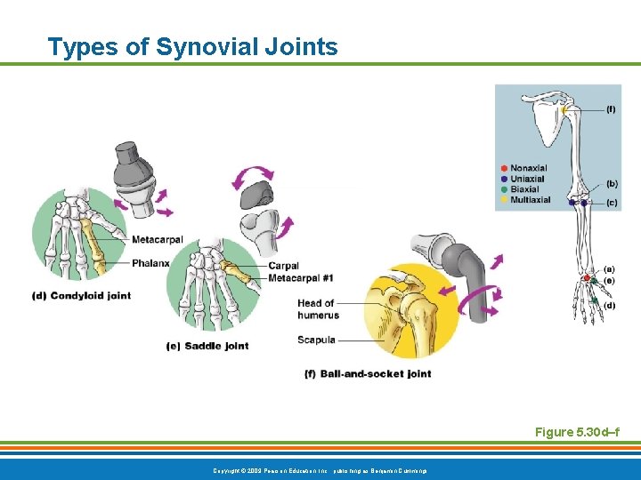 Types of Synovial Joints Figure 5. 30 d–f Copyright © 2009 Pearson Education, Inc. Types of Synovial Joints Figure 5. 30 d–f Copyright © 2009 Pearson Education, Inc.