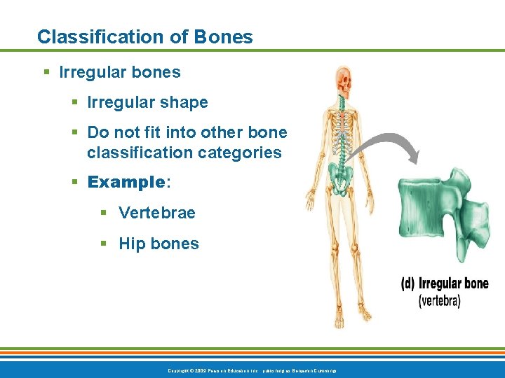 Classification of Bones § Irregular bones § Irregular shape § Do not fit into Classification of Bones § Irregular bones § Irregular shape § Do not fit into