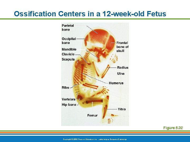Ossification Centers in a 12 -week-old Fetus Figure 5. 32 Copyright © 2009 Pearson Ossification Centers in a 12 -week-old Fetus Figure 5. 32 Copyright © 2009 Pearson